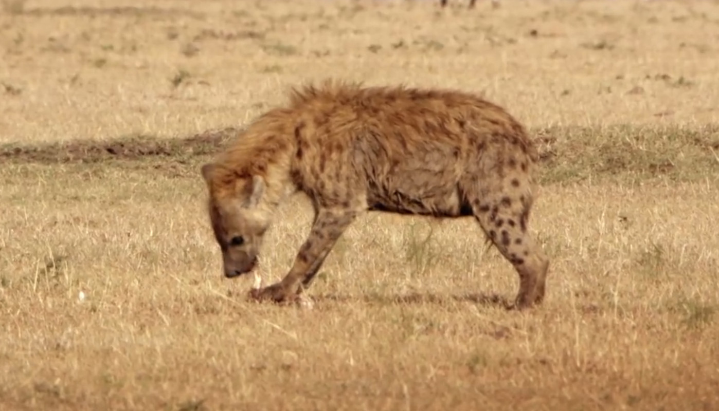 Die Tupfen-Hyäne beim Abnagen des geklauten Happens.