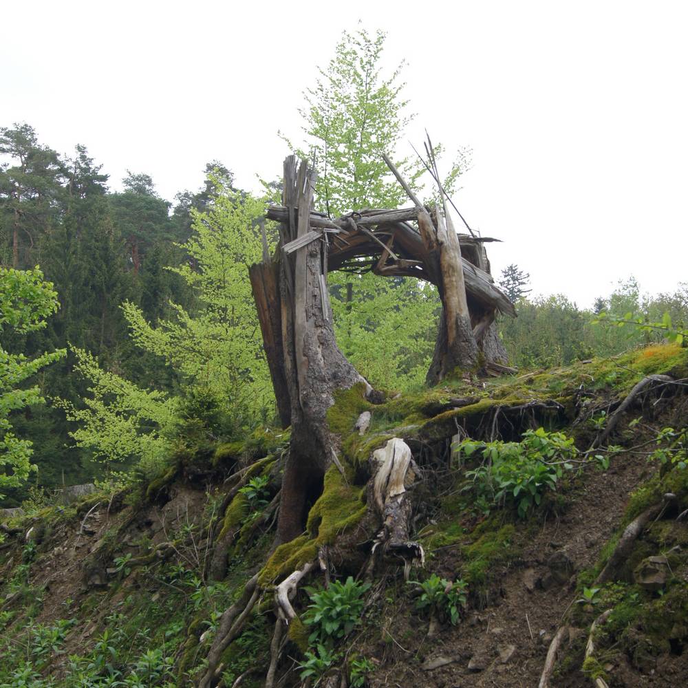 Natürliche Skulptur im Walde <i>Foto: Friedhelm</i>
