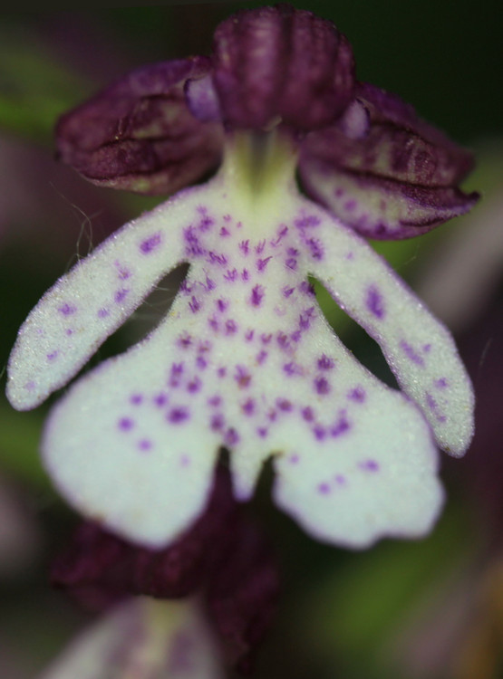 Purperorchis – detail