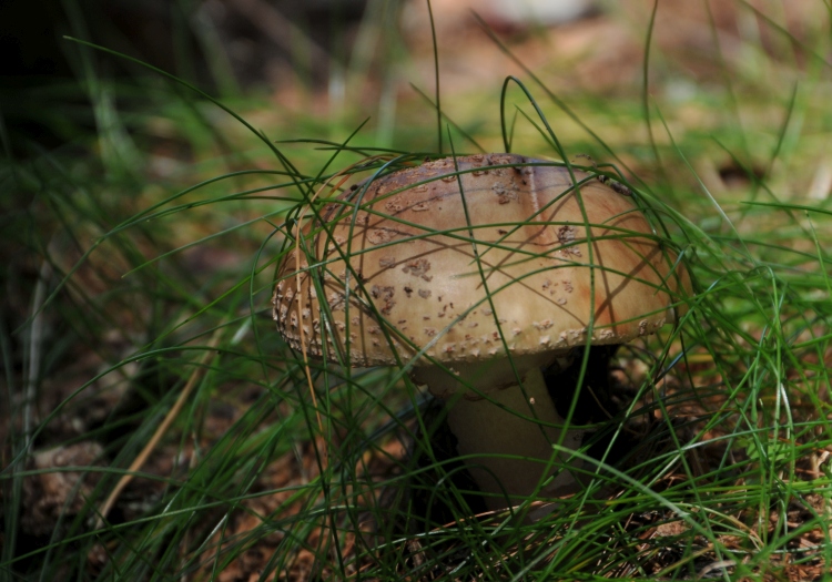 Een paddenstoel probeert zich te verbergen | 8