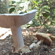 A splendid mushroom beside the way[de]Ein Prachtpilz am Wegesrand.[fr]Un champignon splendide au bord du chemin.[nl]Schoonheid vlak langs de weg