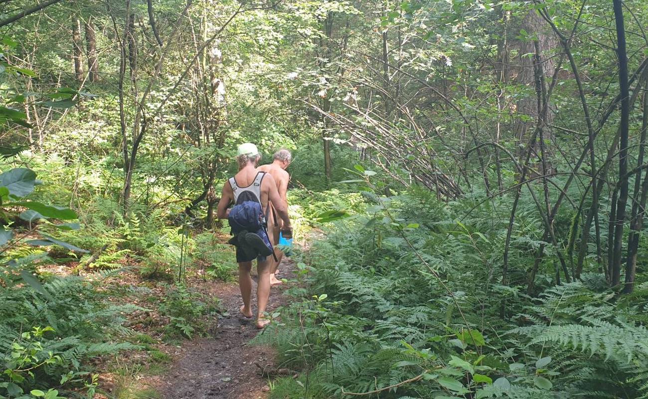 Rechts und links des Pfades gedeihen Farne und andere Grünpflanzen auf dem Waldboden.