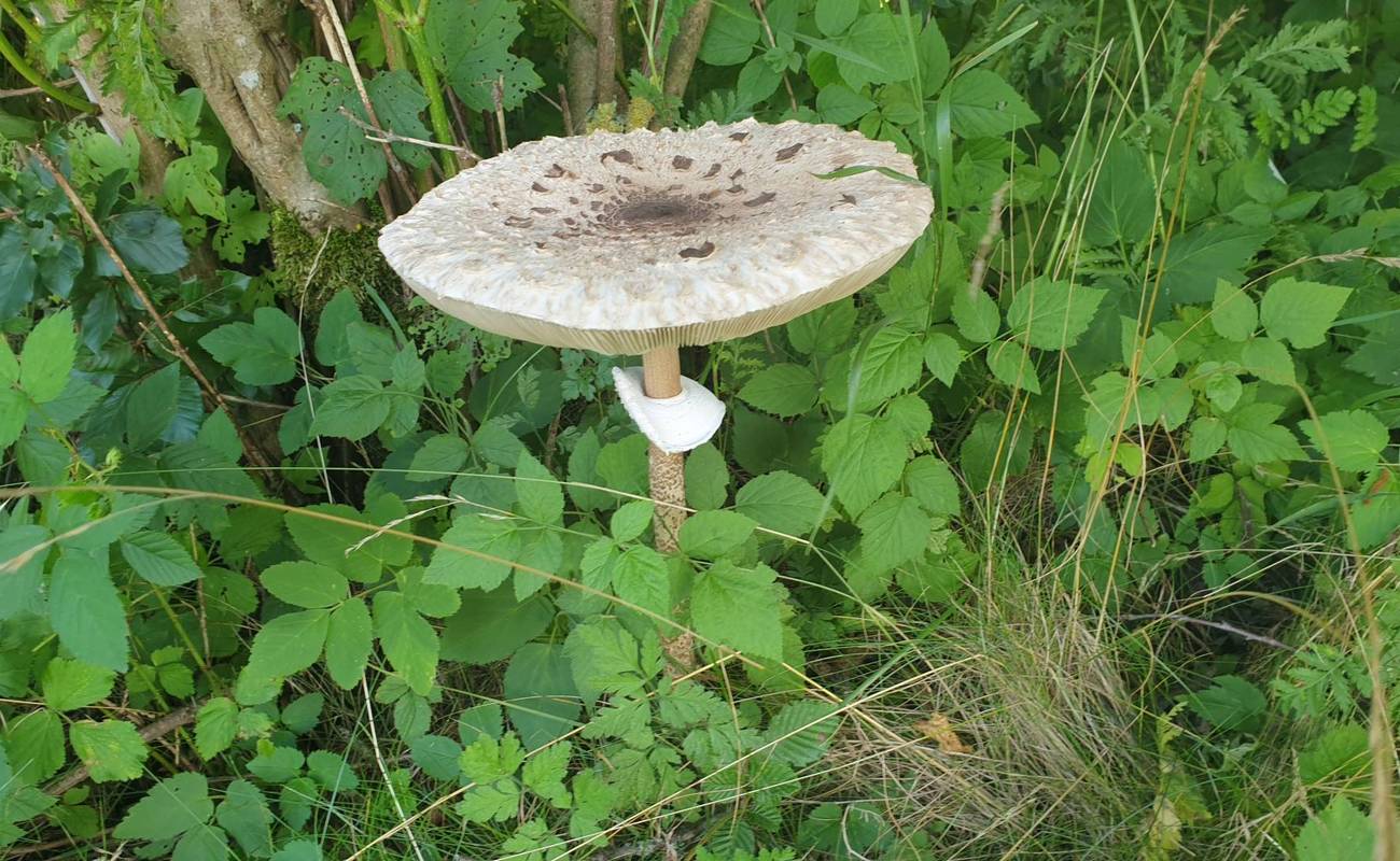 Am Rand der Wiesenwege standen Wiesenpilze