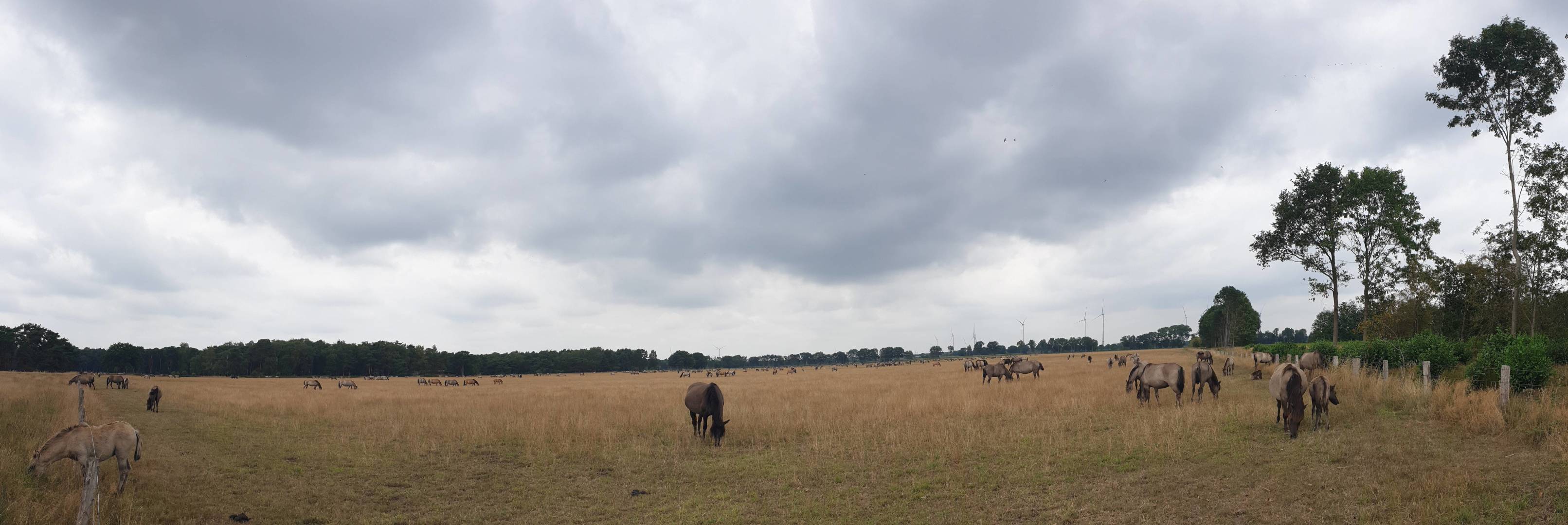 Merfeld 31/36 Wildpferd-Panorama