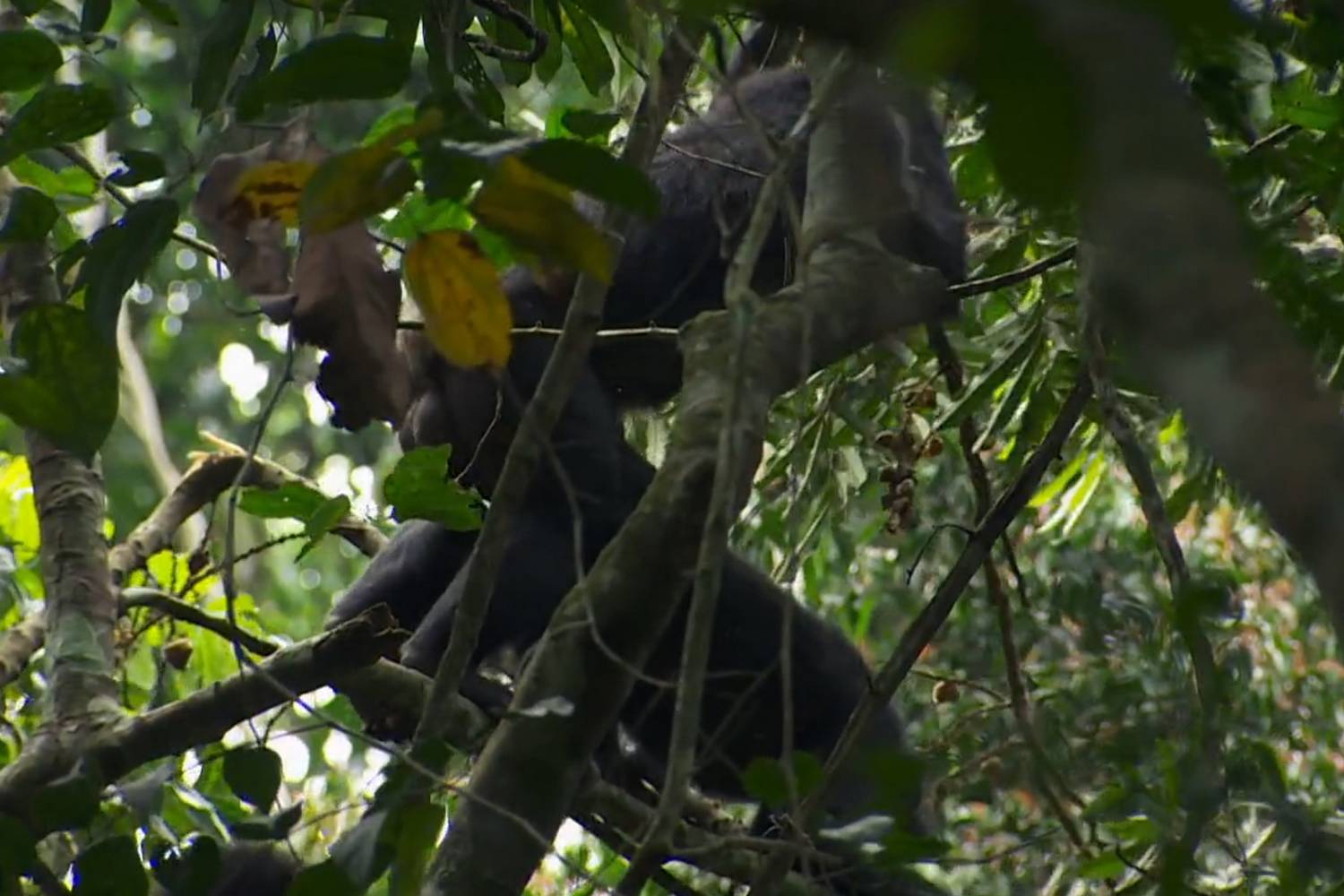 Bonobo-Sex in der Baumkrone - gut festhalten ist wichtig