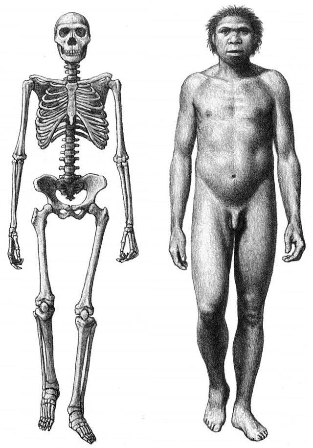 Skelett und Körper-Rekonstruktion des »Turkana Boy«.