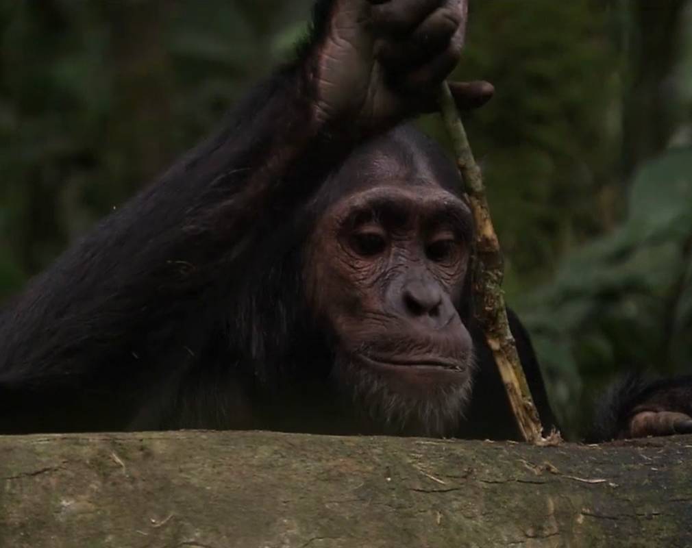 Der Schimpanse bricht sich einen Stock, um Honig zu klauen.